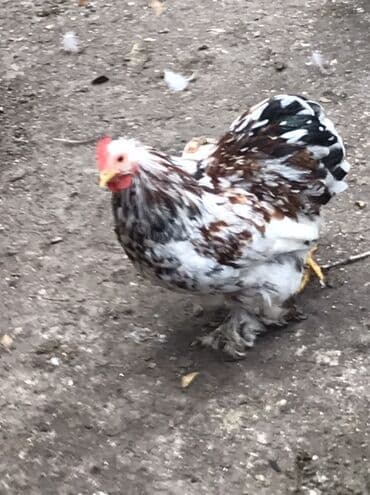 Cücələr – xırda ölçülü, dekorativ tip Məhsul təsviri: Qiymet birine