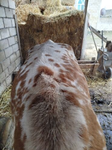 at və eşşəyin cütləşməsi: Qısır Ətlik Kök İnək 5 aydır doğub hal hazırda 6 litir süd verir Hər — 5