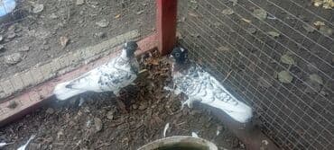 пудель карликовый цена: Qarabaş quşlar satılır hər 2si dişisi qiymət 2sinə aiddir tək tək 15 — 2