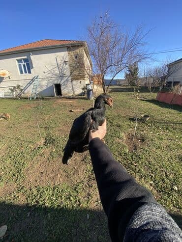 cücə və xoruz: Xoruz, il: <1, Ödənişli çatdırılma, Rayonlara çatdırılma, Ünvandan götürmə — 5