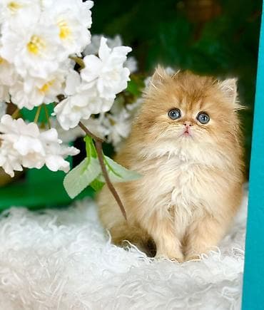 heyvan: Cins: Ekzotik/Pers qarışığı tipli, uzun tüklü balaca pişik Rəng — 3