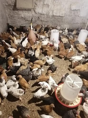 şahin quşu: Salam tam sağlam colpalardi damazdiqa yararlı çatdırma. var vacap — 4