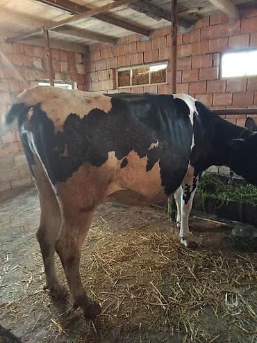 en cox yumurta veren toyuqlar: Satılır: Südlük inək - Cins tipi: qara-ağ alaca (Holşteyn tipli) - — 10