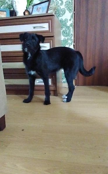 labrador retriever satilir: Чистокровный ирландский волкодав 4 месяца сука,все прививки сделаны — 1