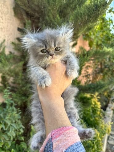 золотая шиншилла котенок: Fars — 8