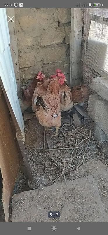 hind toyuqu: Toyuq, Yumurtalıq — 9