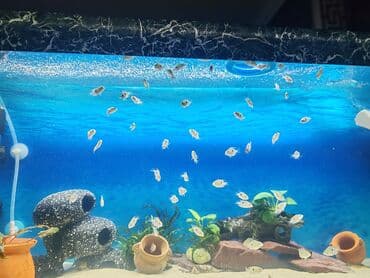 betta balıq: Цихлазома меека nin balalarıdi . 1.5 sm - 2 azn — 4