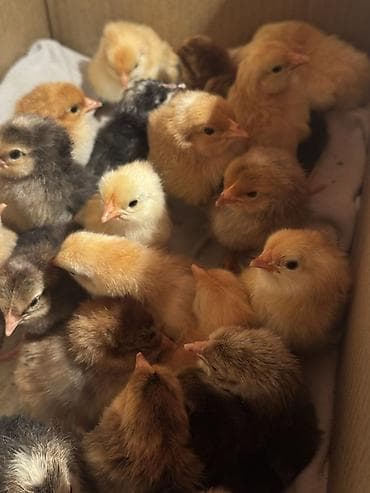 Toyuq cücələri, Damazlıq, Ünvandan götürmə lalafo.az -da Toyuq cücələri, Damazlıq, Ünvandan götürmə