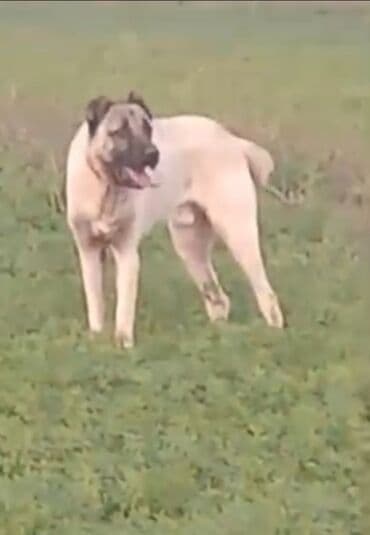 canavara oxsayan it: Kanqal, 1 il, Erkek, Ünvandan götürmə — 2