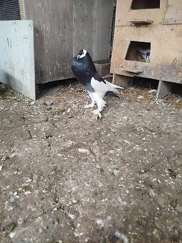 itlerin satisi ve qiymetleri: Cins: Şişin sinəli, tüklü pəncəli göyərçin . super damazliq şişman — 8