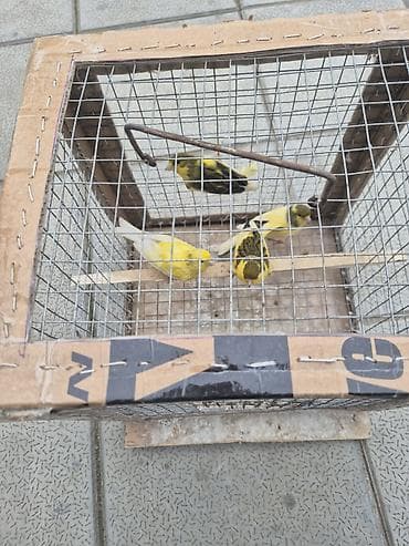 qartal sekilleri cekmek: 4 eded erkey — 8