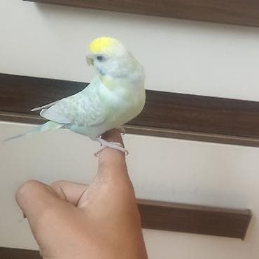 tutuquşu danışan: Məhsul: Dalmatian rəngli dalğalı papuqay (bajırıq) Təsvir: - Növ — 7