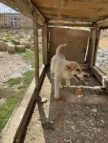 doberman itleri: 4 месяца, С прививками — 4