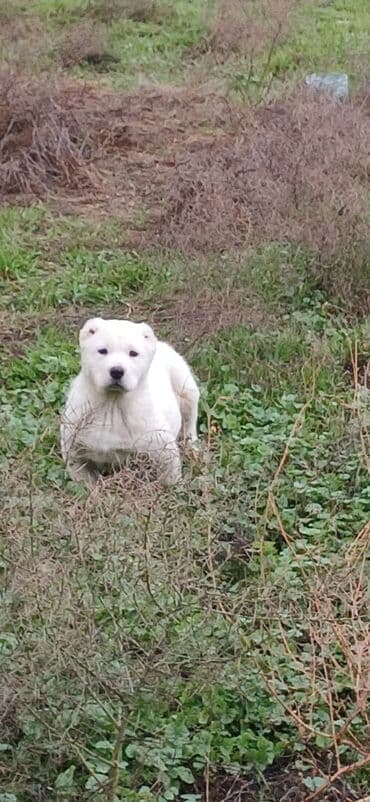 it zəncir: Alabay, 2 ay, Dişi, Peyvəndli, Ödənişli çatdırılma — 6