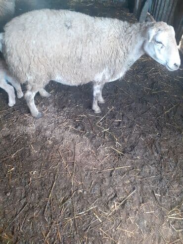 beyleqan sortu qoyun: 3 qarndı ciddi şəxslər razlaşmaq olar zəngin vurun — 6