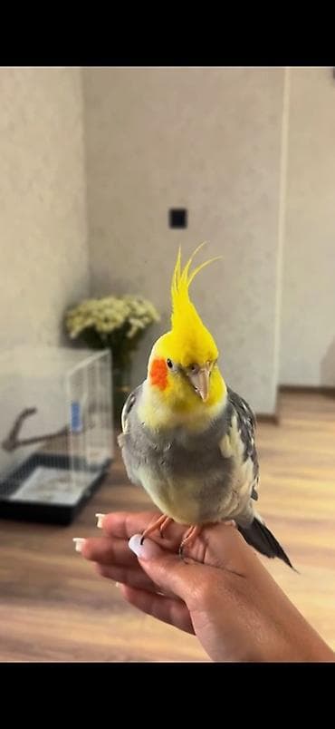 popugay satisi: Nimfa (Cockatiel) tutuquşu – sarı çılpaq və yanaqlarında narıncı — 1