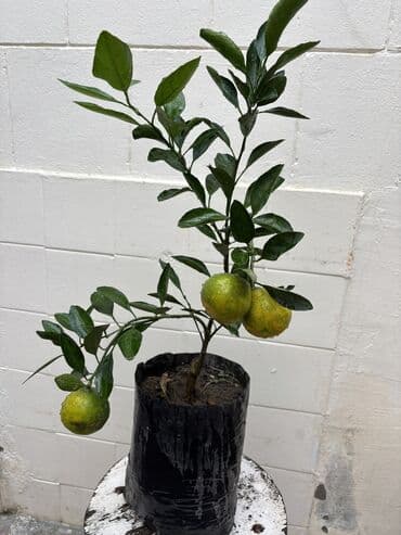 sumax ağacı: Çatdırılma şamaxinka — 2