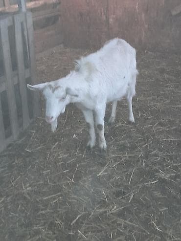 keçi satan: Ağ rəngli keçi ailəsi – ana keçi və iki balası - Cins: yerli südlük — 6