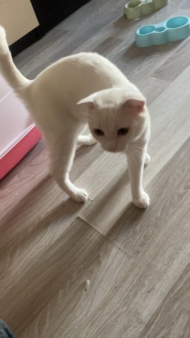 кошка в добрые руки: Шотландская, Самец, В добрые руки, Платная доставка, Бесплатная доставка — 2