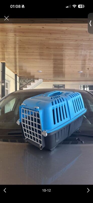 золотистый ретривер цена в баку: Британская, Самка, Самец, В добрые руки, Бесплатная доставка — 1