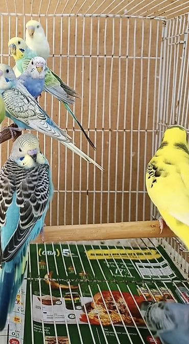 balaca pisik: Tam sağlam evde baxdigm quslardi.hamisini götürene 10 manatdan . Tek — 4