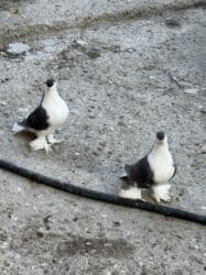 quş yuvalari: Delfinler satilir — 5