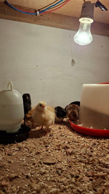 hinduşqa cucələri: Toyuq cücələri, Ətlik — 2