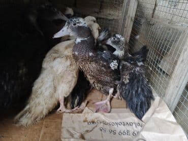 Сельхоз птицы: Lal ordekler satilir — 3