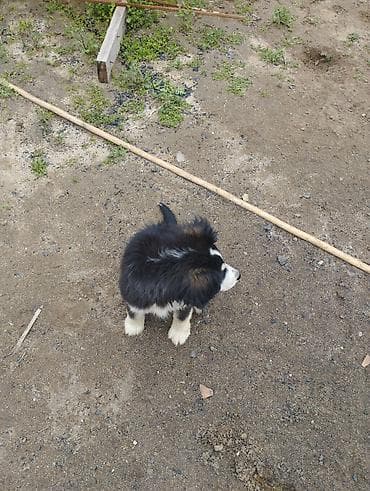 Koker spaniyel, 2 ay, Erkek, Cütləşmə üçün, Ödənişli çatdırılma lalafo.az -da Koker spaniyel, 2 ay, Erkek, Cütləşmə üçün, Ödənişli çatdırılma