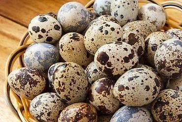 Salam tam mayalı təzə bildirçin yumurtaları satılır hər gün 500 ədəd lalafo.az -da Salam tam mayalı təzə bildirçin yumurtaları satılır hər gün 500 ədəd