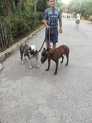 alman afçarka iti: Pitbul — 7