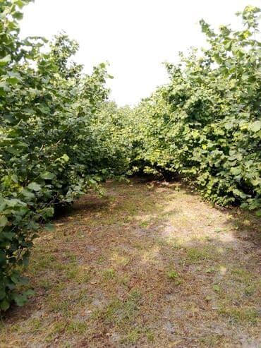 findiq ləpəsi: Xaçmaz rayonu, Qaracəlli kəndində möhtəşəm bağ sahəsi satılır! — 9