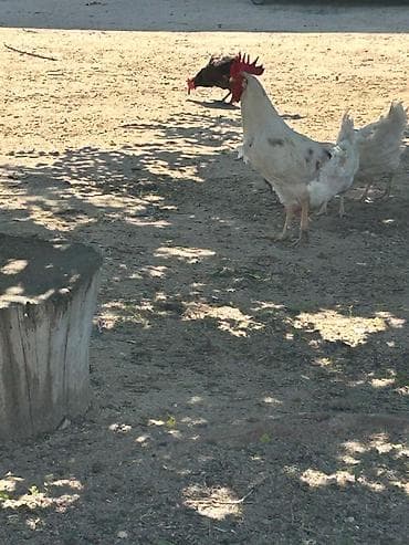 hindquşu: Salam Gördüyünüz heyvanlar satılır 1 cüt hindquşu 160 manat 5 dene — 9