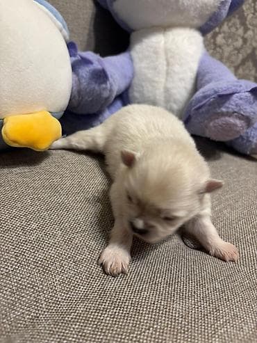 Şpitz, 1 ay, Ünvandan götürmə — 5