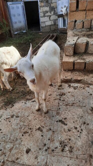 sort keciler: Erkək, Zanen, il: 9, 43 kq, Damazlıq, Ünvandan götürmə — 4