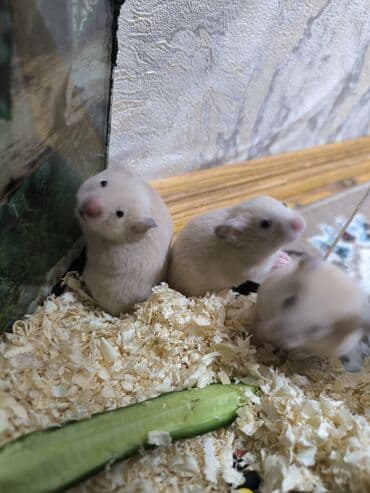 siam satisi: Çox olduğu üçün satılır 1 ayliqdi 6-7 AZN satilir — 2