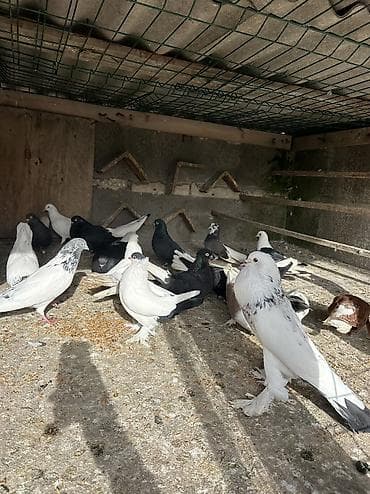 bulbul quşu: Salamlar qusd kom satlr dekaratvler 20 m
Kim isdes yas vidyos at baxsn — 1