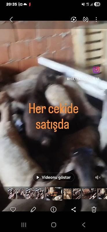 Məhsul: Qoyunlar – müxtəlif cəki və növlər Təsvir: - “Hər çəkidə lalafo.az -da Məhsul: Qoyunlar – müxtəlif cəki və növlər Təsvir: - “Hər çəkidə