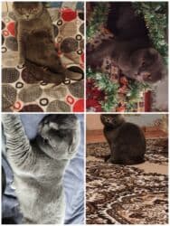 Pişiklər: Şotland yastı qulaq, Erkək — 1