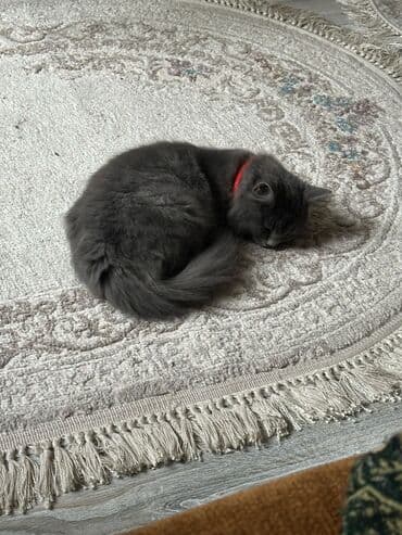 sotlant pisiyi: Boz tüklü, uzun tüklü ev pişiyi - Rəng: tünd boz (monoxrom), yumşaq və — 3