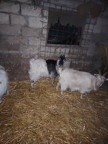 çəpiş əti: Erkək, il: 1, Damazlıq — 5