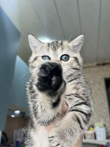 ordek balası: Britan, Dişi — 3