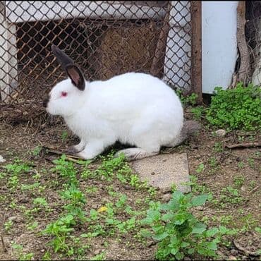 Təmiz Kaliforniya Dovşanı 1 ədəd erkəy 1ədəd dişi Ünvan Novxanı