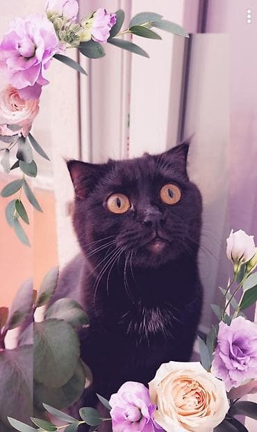 sahibləndirmə: Yaxşı əllərə — 4