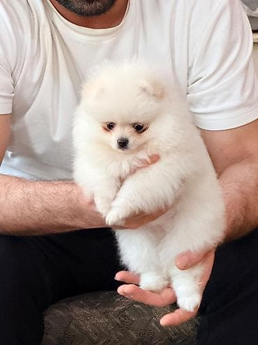 pop it: Şpitz, 2 ay — 6