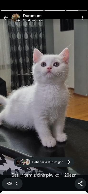 pişik sortu: Məhsul: Ağ bala pişik Təsvir: - Tam ağ rəngli, yumşaq tüklü, qısa — 1
