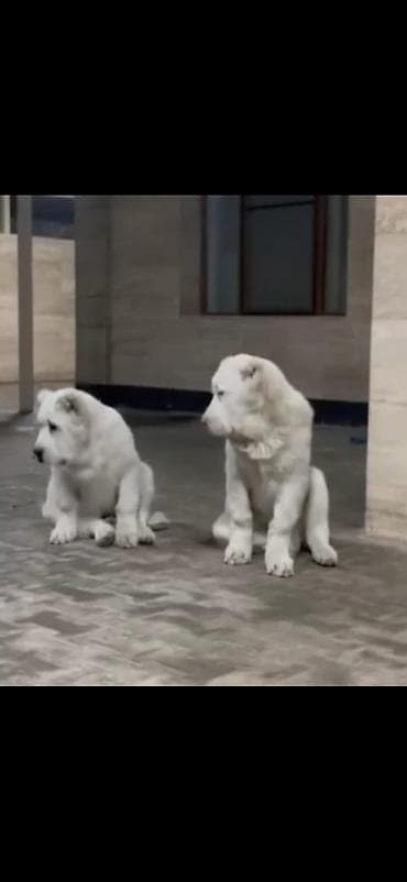 qusar heyvan satışı: Alabay, Peyvəndli — 2