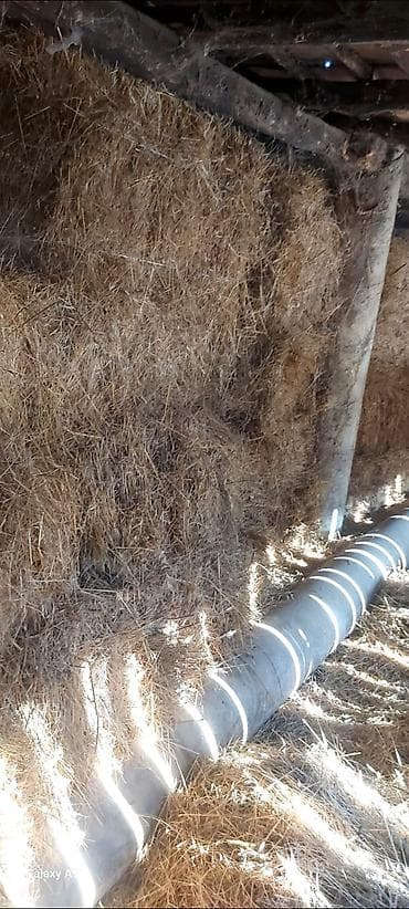 Digər heyvanlar: Məhsul: Quru ot (saman) Təsvir: - Tövlə/ambar şəraitində yığılmış — 2