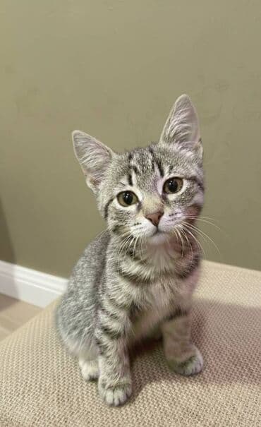 ev pisik: Erkək, Yaxşı əllərə — 1