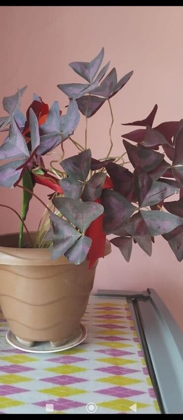 куплю комнатные растения: Məhsul: Otaq gülləri (saksıda) Təsvir: - Şəkillərdə müxtəlif — 4